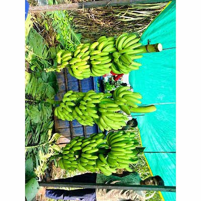 g9 freh green cavendish banana 0% chilling