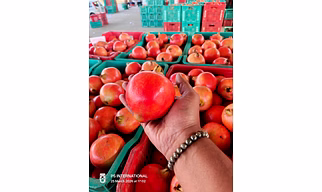FRESH POMEGRANTES DIRECT FROM FARM