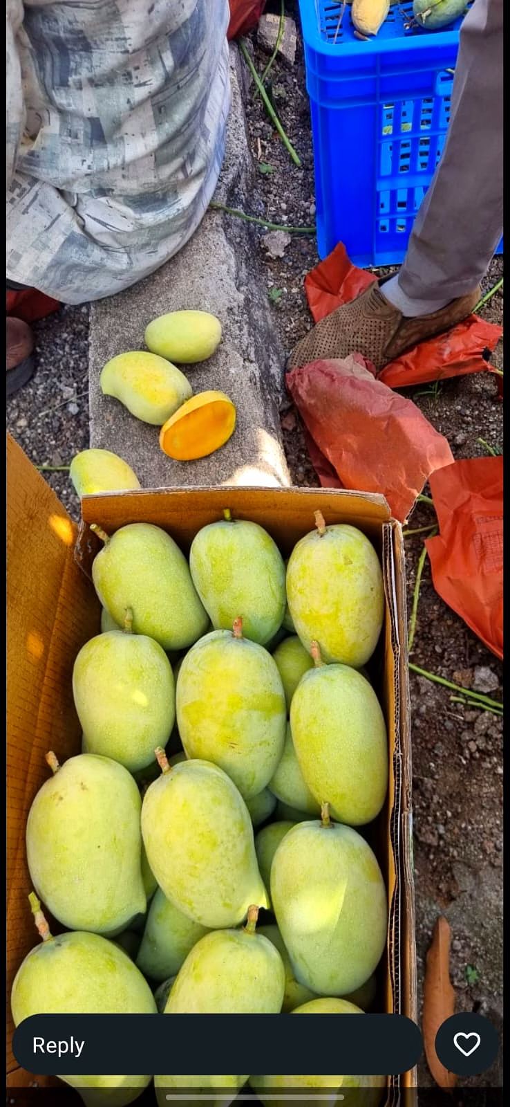 fresh gir kesar mangoes