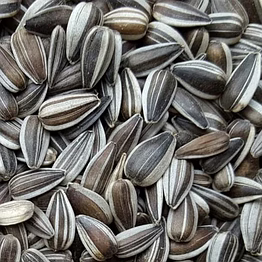 sunflower seeds (striped)