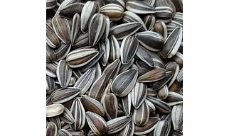 SUNFLOWER SEEDS (STRIPED)