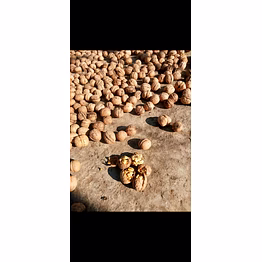 apple walnut pine nut gucci mushroom almond