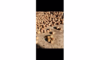 Apple walnut pine nut Gucci mushroom almond