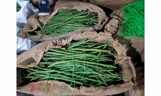 Drumstick(Moringa pods)