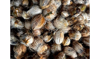 SemiHuskedCoconut