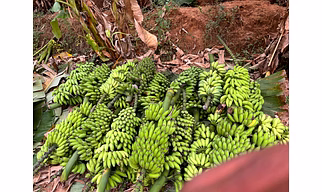 Fresh Bananas