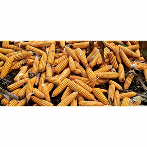Premium Indian Yellow Maize Corn Grade A Export Quality for Animal Feed, Human feed and Industrial Processing - Bulk Packing