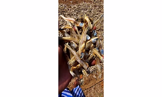 Naturally  dried Anchovies