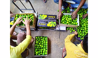 Lemon (Juicy and Flavorful) A Grade