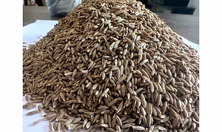 Cumin Seeds Singapore 99 machine cleaned/sortex