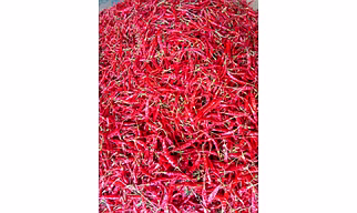 Teja Red Chilli s17, 60000-90000 SHU