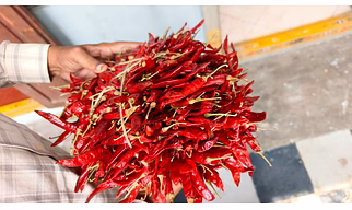 Red Chilli Sannam,30000-50000 SHU
