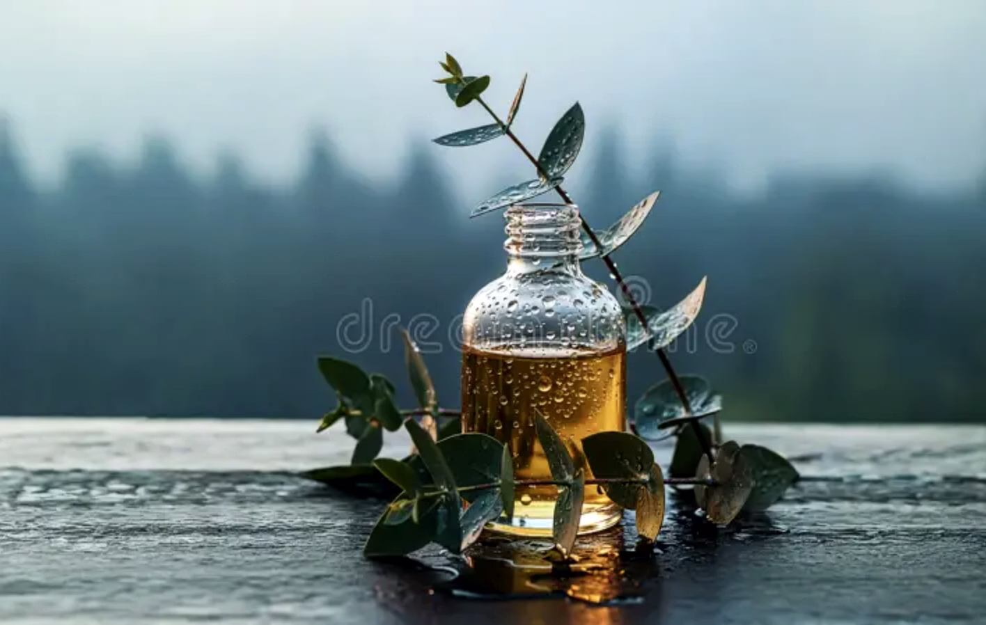 Essential Oil - Eucalyptus image 1