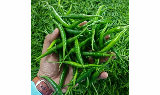 G4 green chili