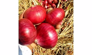 Fresh onion