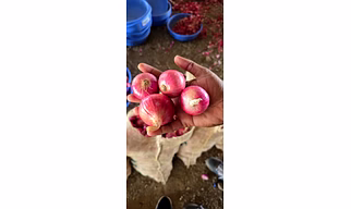Onion