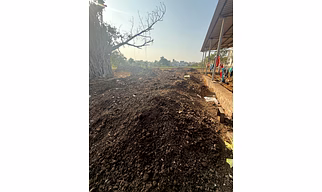 Cow dung powder
