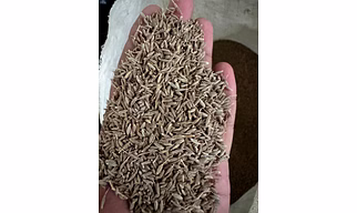 Cumin seeds