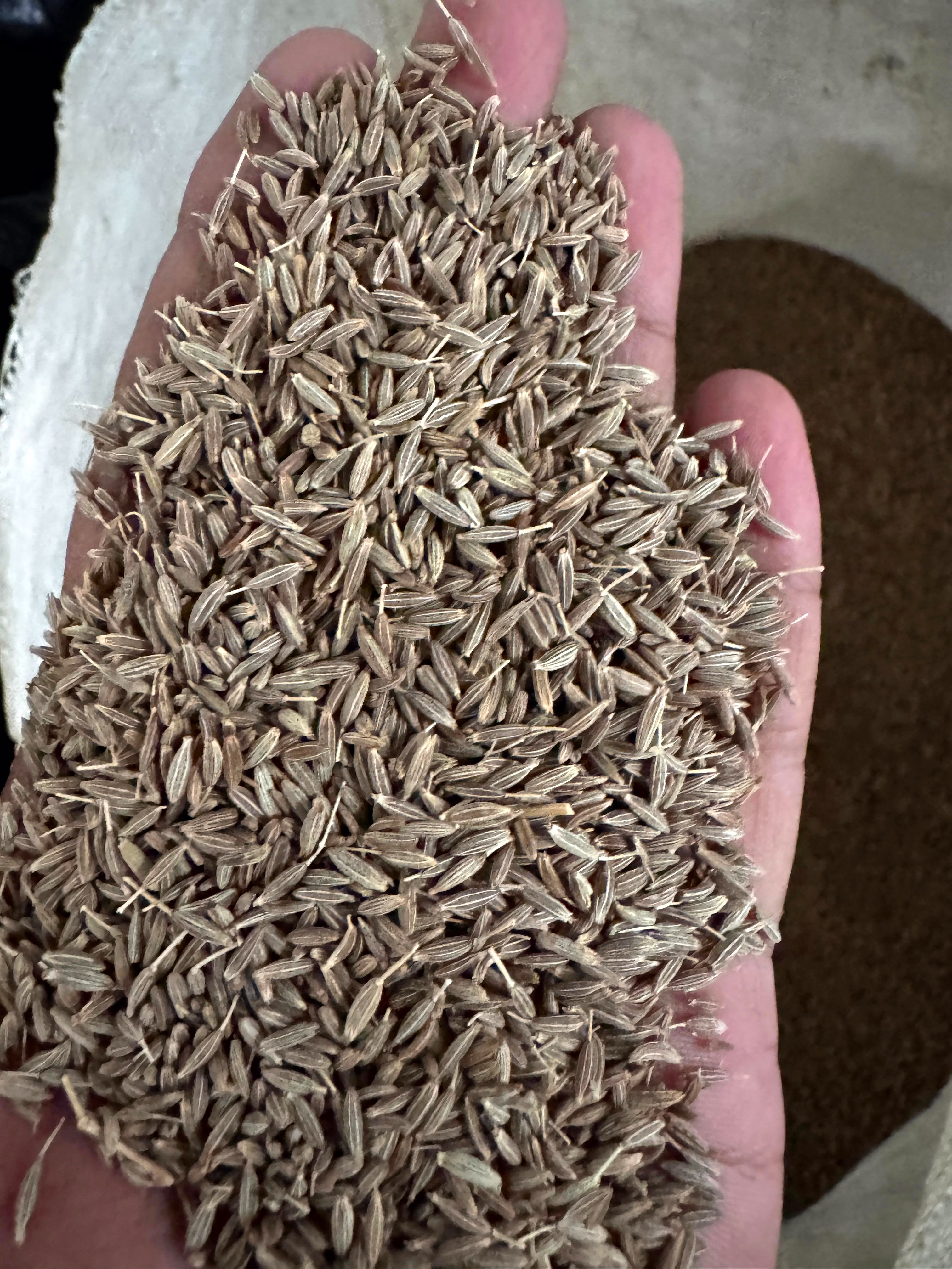 Cumin seeds image 2