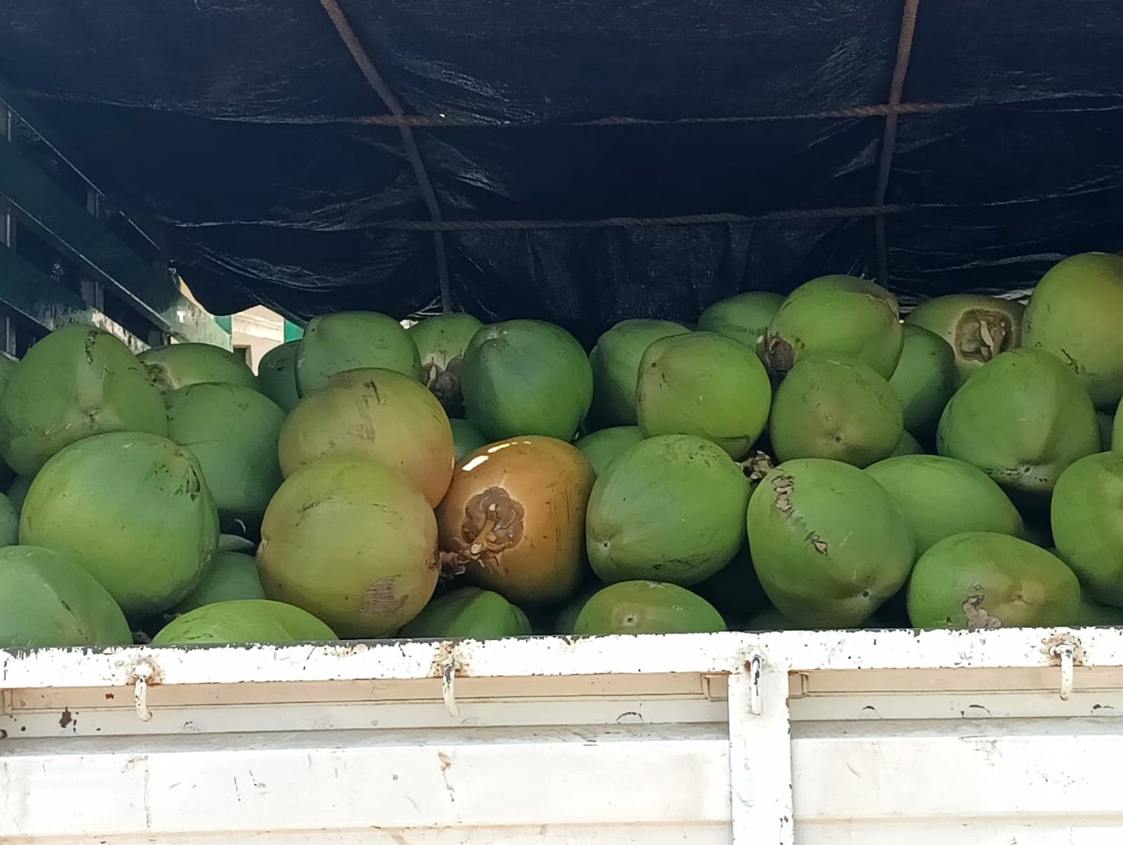 Tender Green Coconut image 1