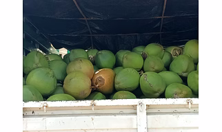 Tender Green Coconut