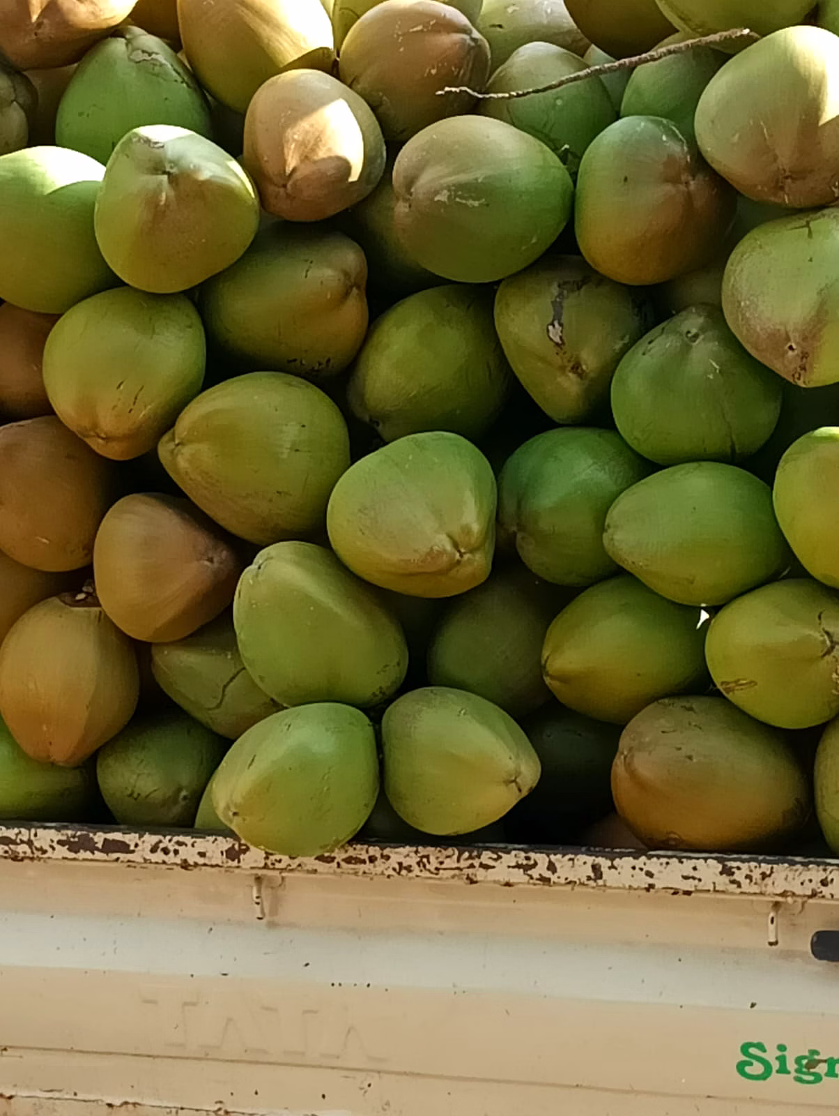 Tender Green Coconut image 2