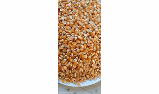Yellow Corn