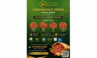 Groundnut Seeds Peanuts