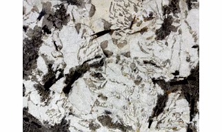 Indian Alpine white