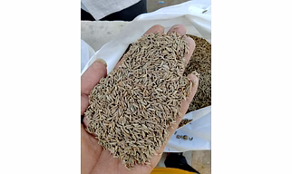 Cumin Seed