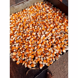 maize