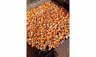Maize