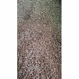 cumin