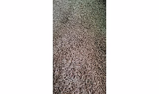 cumin
