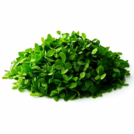 dried kasuri methi leaves / dried fenugreek leaves