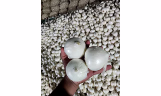 white onion