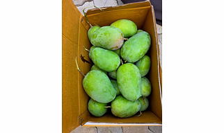 Fresh Mangoes
