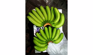 Fresh Bananas