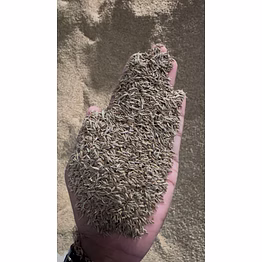 cumin seed/powder