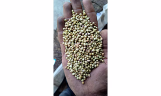 coriander/powder