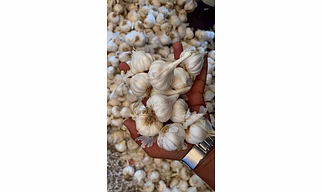 garlic