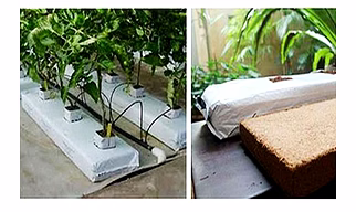 Hydroponic cocopeat grow bag