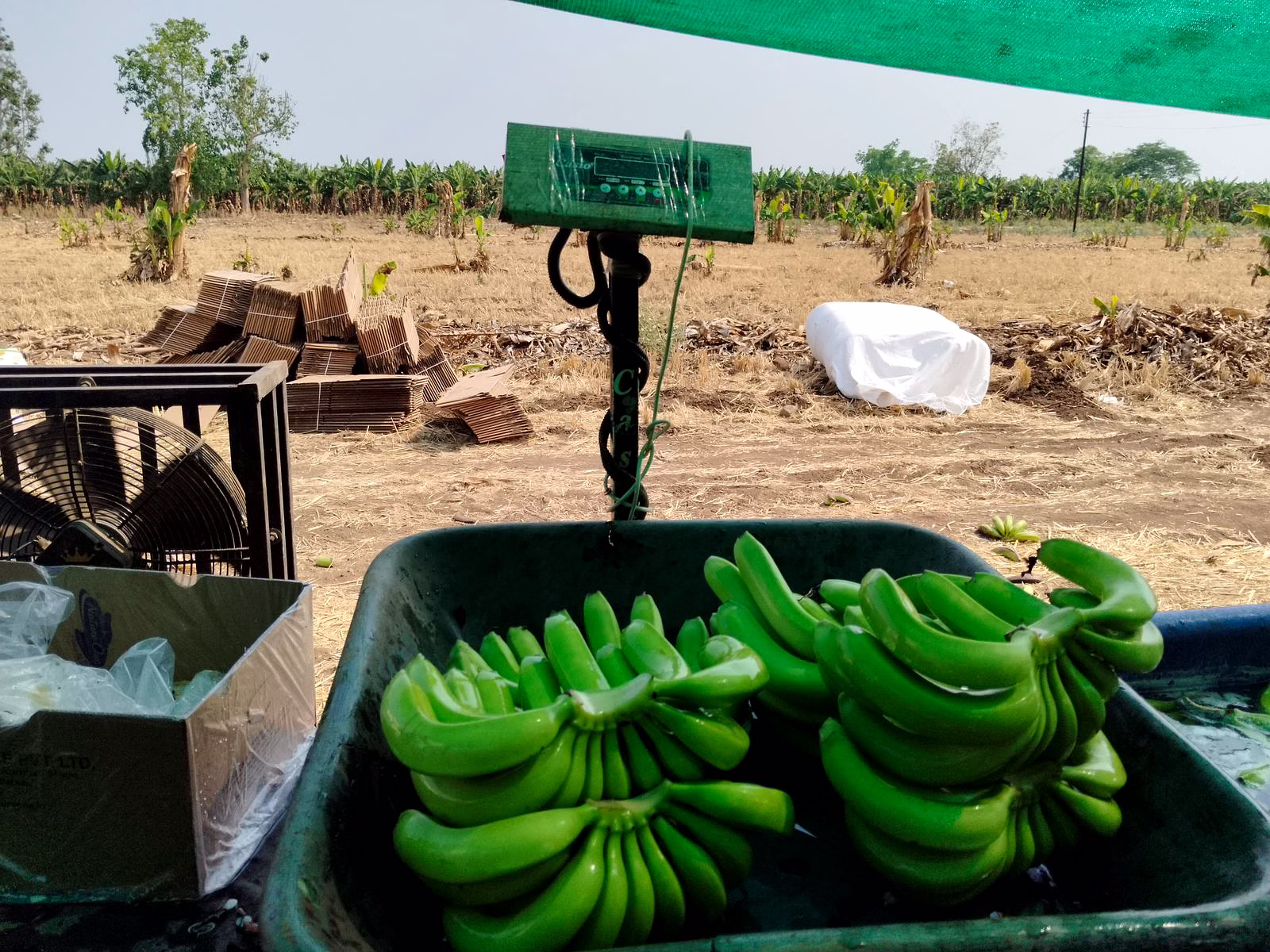 BANANA image 4