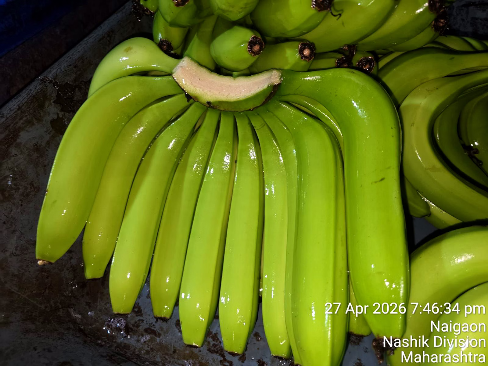 BANANA image 5