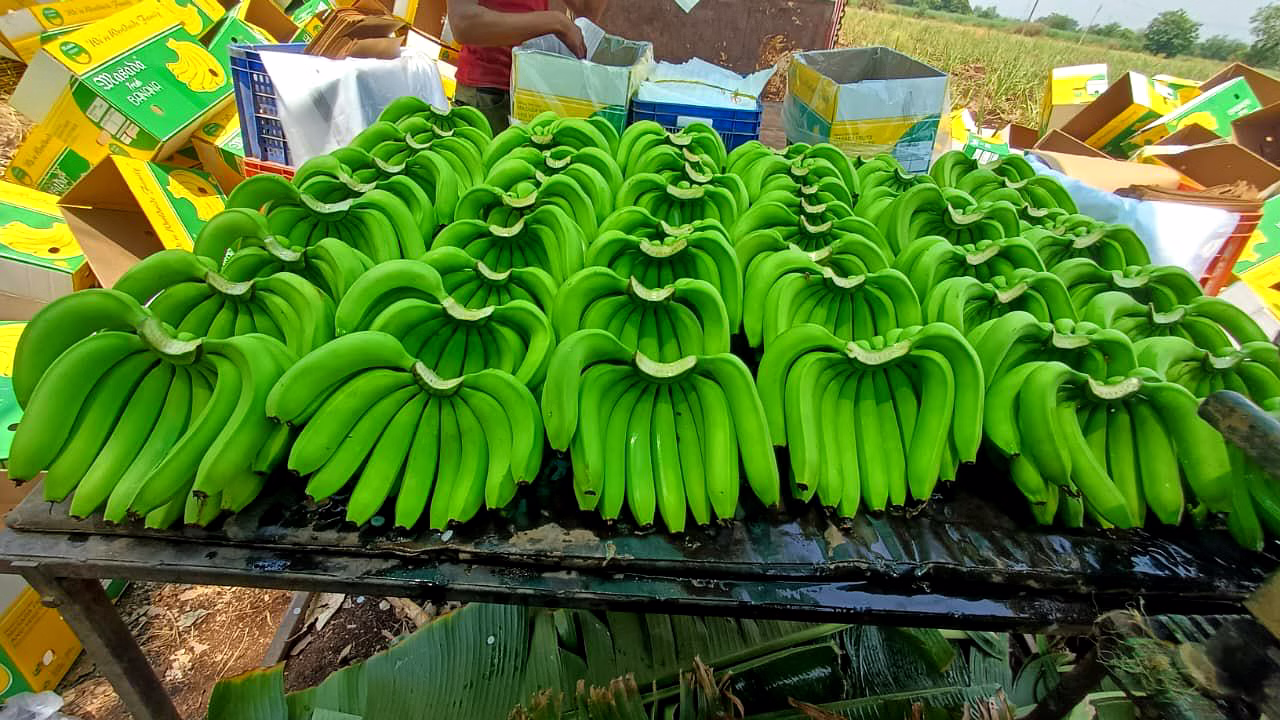 banana