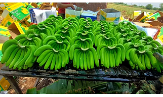 BANANA