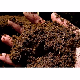 cow dung powder