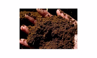COW DUNG POWDER