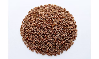 Psyllium- Seeds