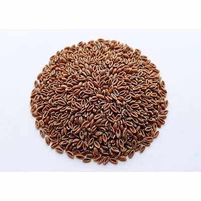 psyllium- seeds